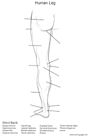 Check out more of our people coloring pages and share them wi. Human Leg Worksheet Coloring Pages Printable