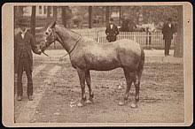 What was the american death toll in ww1? Military Animal Wikipedia