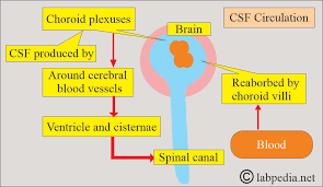 Image result for CSF Blood