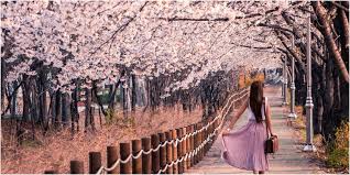 Sakura (桜, 櫻) bersama dengan bunga seruni adalah bunga nasional jepang yang mekar pada musim semi, yaitu sekitar akhir maret hingga akhir juni. Musim Sakura Di Jepang Pada 2021 Yang Bakal Kamu Lewatkan