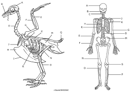 Remove the bone by sliding the meat off. Comparing A Human And Avian Skeleton