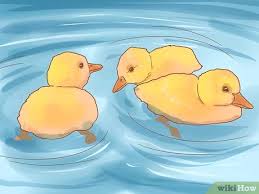 3.2 out of 5 stars with 123 ratings. How To Take Care Of Ducklings With Pictures Wikihow