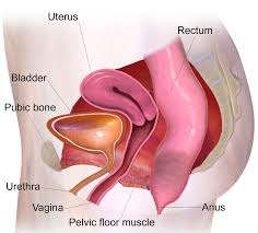Image result for Pelvic Floor Dysfunction