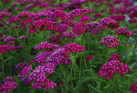 Rollika Achillea Millefolium Christel Bogront Buskar Perenner Blommor