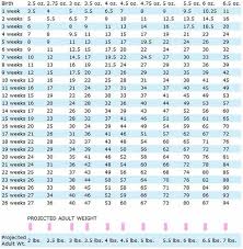Dane Growth Chart Great Dane Puppy Growth Chart Puppy Growth