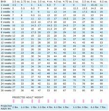 Mastiff Puppy Growth Chart Goldenacresdogs Com