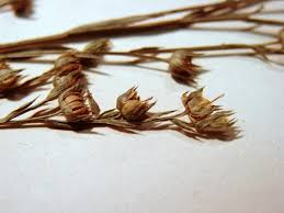 Image result for Limeum sulcatum