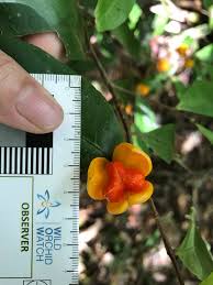 Image result for Dichapetalaceae