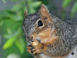 They bound around and look cute thanks to their fuzzy tails and adorable little button eyes. Don T Feed The Squirrels Pacific Standard