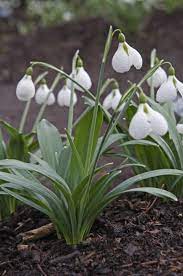Find Help Information On Galanthus Plicatus Diggory Snowdrop Diggory From The Rhs Plant Gifts Plant Finder Gardening Advice