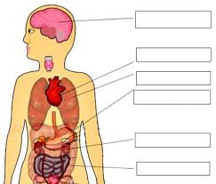 One important thing to keep in mind moving forward is that there isn't a perfect definition of an organ. Do My School Homework Cbse Class 2 Giis Evs Body And Me