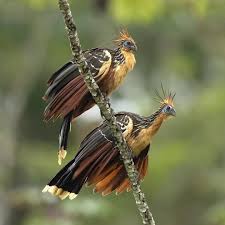 Oatzin The Leaf Eating Dinosaur This Crazy Looking Bird Is Found In The Amazon Area And Was Photographed Recent Beautiful Birds Jungle Birds Tropical Birds