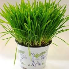 Herbe A Chat Herbe A Chat Herbe Sante Des Chats