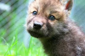 Many states will allow them to make there own laws regarding the breeds they will allow in that area. Zephyr Wolf Conservation Center Introducing The Wolf Conservation Center S Ambassador Wolf Pups Wolf Conservation Center Animal Lover Adopt A Wolf