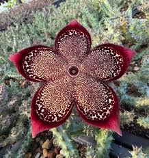 Image result for Tridentea marientalensis