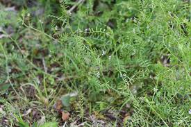 Image result for Vicia hirsuta