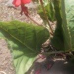 Image result for Erythrina zeyheri