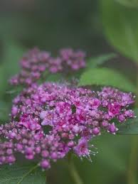 We did not find results for: Spiraea Jap Double Play Artisan Double Play Artisan Spirea From Prides Corner Farms