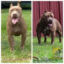 JUNKYARD_BULLIES (@junkyard__bullies_) · Instagram 照片和视频