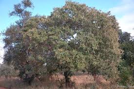 Image result for Croton gratissimus