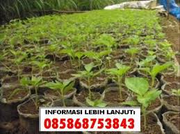 Tinggi pokoknya boleh mencapai hingga 8 meter. Jual Benih Bibit Bunga Lawang Kembang Pekak Cengkeh Daun Bawang Youtube