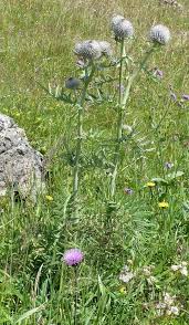 Image result for Cirsium  buchwaldii