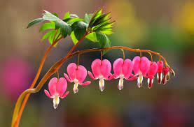 Propagating Bleeding Hearts How To Grow More Bleeding Hearts Bleeding Heart Shade Plants Bleeding Heart Plant