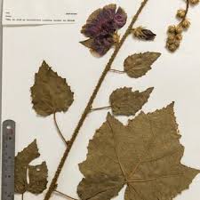 Image result for Hibiscus diversifolius