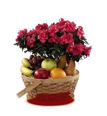 We did not find results for: The Ftd Encircling Grace Fruit Plant Basket In Frederick Md Amour Flowers