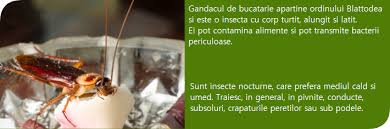 Maybe you would like to learn more about one of these? Gandaci Bucatarie