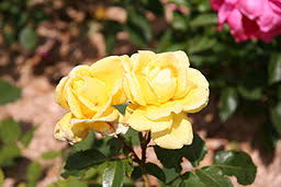 Introduced in australia by hazlewood bros. Hybrid Tea Roses The Very First Modern Rosetypes