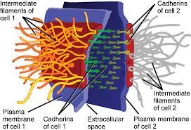 Animal cells and intercellular junctions. 5 6b Intercellular Junctions Biology Libretexts