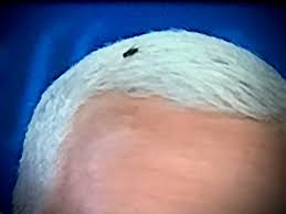 Watch the moment a fly landed on vice president mike pence's head while he was debating sen. We Need To Talk About The Fly On Mike Pence S Head