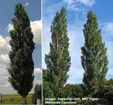 Yes, some of these varieties grow quite tall, but even in. Amazing Columnar Trees The Best Tall Skinny Trees Pictures