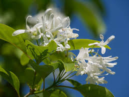 Image result for Chionanthus