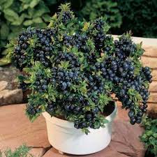 A small fruit tree in a container can be moved around to take advantage of different sun and shade patterns on a patio, deck, or courtyard. 15 Container Gardening Fruit With Incredible Flavor Easy To Grow