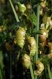 Image result for Humularia