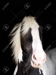 Je les ai achetées sur un coup de tête il y a un an. Un Coup De Tete D Un Cheval Noir Et Blanc Sur Un Fond Noir Banque D Images Et Photos Libres De Droits Image 17204809