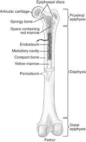.bones labeling worksheets bone gross anatomy long bone blank diagram feet bones labeled long bone labelled skeleton bones label long bone cross section inside bone diagram long. Structure And Function Of Joints Musculoskeletal Key
