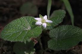 Image result for Rubus pinnatus