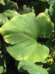Maybe you would like to learn more about one of these? Yellow Leaves On Pumpkins Purdue University Vegetable Crops Hotline