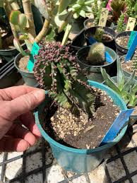 Image result for Euphorbia pfeilii