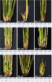 Image result for Oryza longistaminata