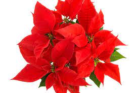 Christmas Flower Poinsettia Flower Pictures Flowers Green Leaves