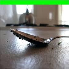 Es cuando las ves en masa por la cuando aprendes cómo eliminar las hormigas de forma natural, el trabajo de detective es una parte integral de su eliminación, pero en. Como Eliminar Hormigas De La Cocina Remedios Caseros Facil
