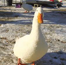 Related to scots dulk (to duck), middle dutch ducken (to duck), low german ducken (to duck), german ducken (to duck), danish dukke, dykke (to dive); What I Learned From A Duck Outdoors Laconiadailysun Com