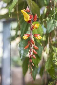 Image result for Thunbergia mysorensis