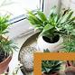 Indoor Gardening with Houseplants event in Newcastle, ON