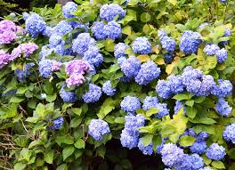 白糸あじさい祭り | つなぐ糸島 ｜ 糸島観光サイト produced by 糸島市観光協会