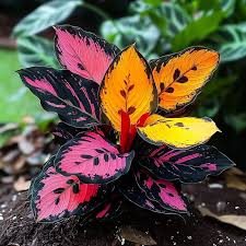 Image result for Syncolostemon elliottii